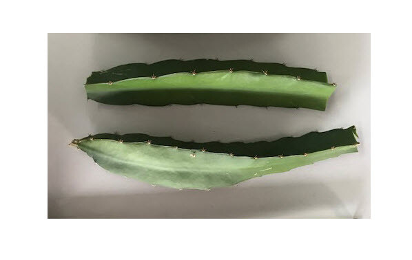 Yellow Sweet Dragon Fruit Var. “PALORA”, Pitaya Selenice 7″-10″ (2) pieces