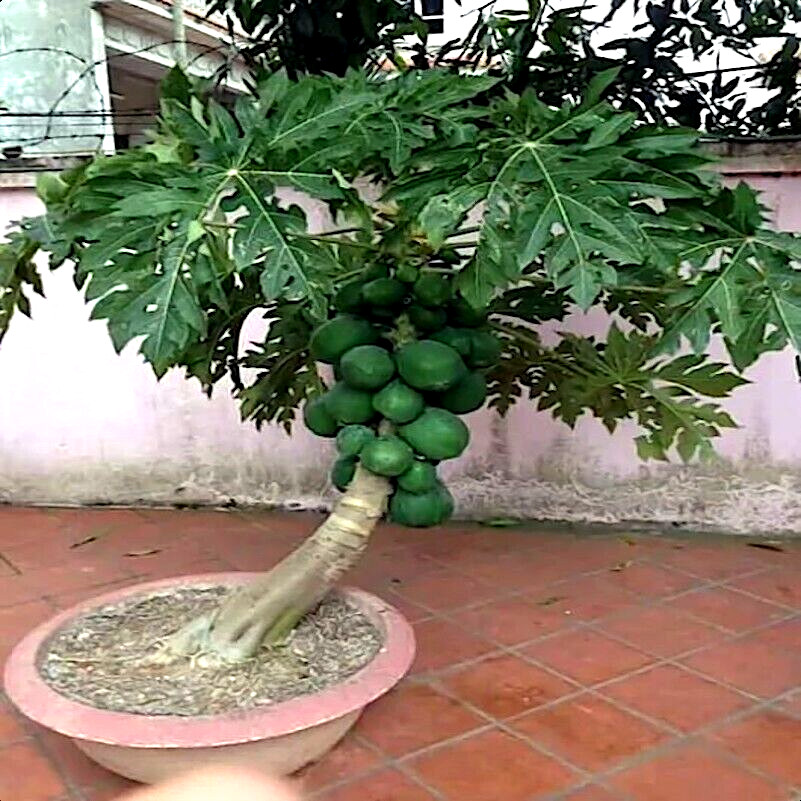 20 “DWARF SOLO WAIMANALO” (Carica Papaya) Fruit Tree Seeds Fast Houseplant