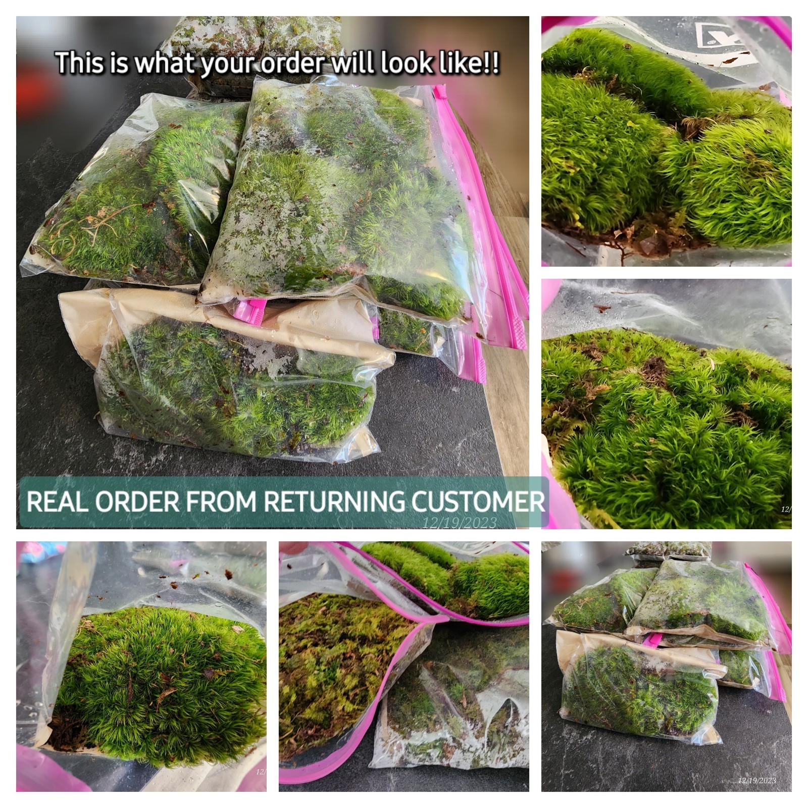 [2] 6×9 Bags Sheet/Fern/Mood Moss Assortment for Terrarium Vivarium Fairy Garden