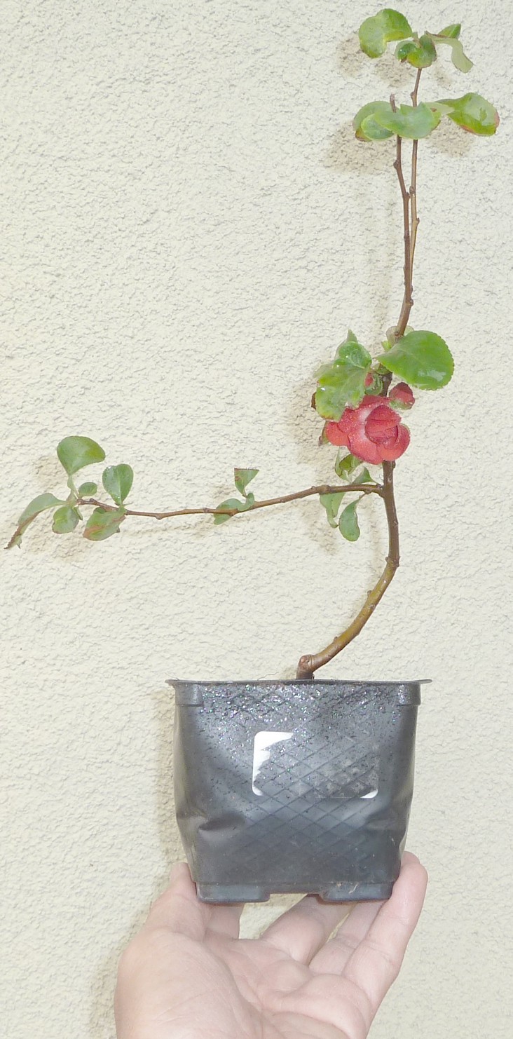 Japanese Quince Pre Bonsai Dwarf Shohin Chaenomeles Double Scarlet Flowers