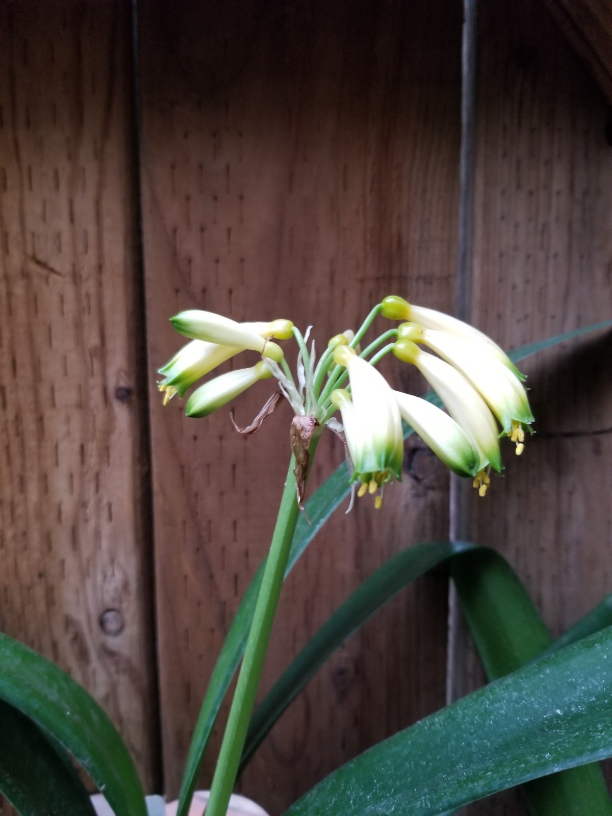 Yellow gardenii clivia I gallon plants
