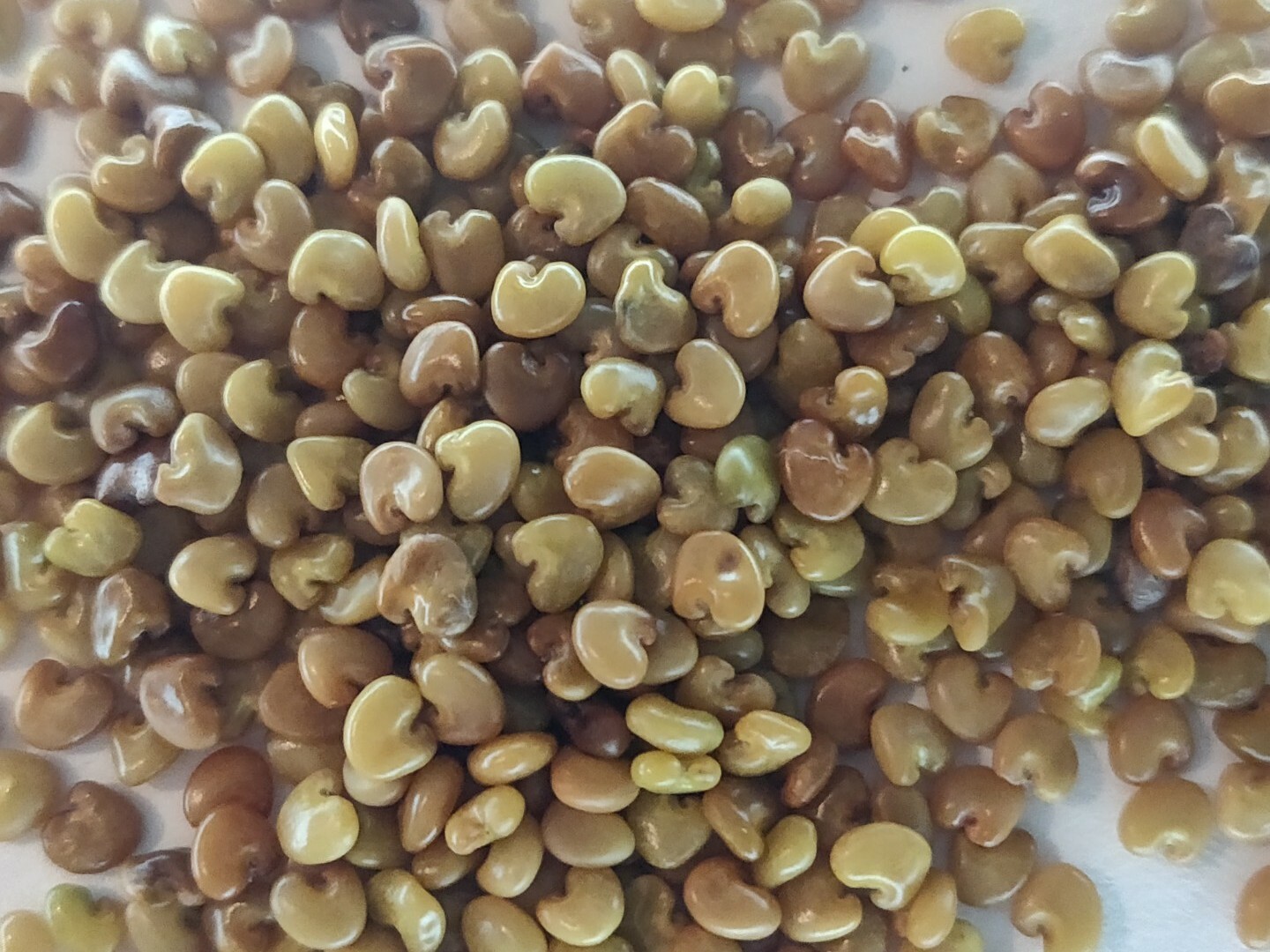 SEMILLAS DE CHIPILIN ORGANICAS/ORGANIC CHIPILIN SEEDS