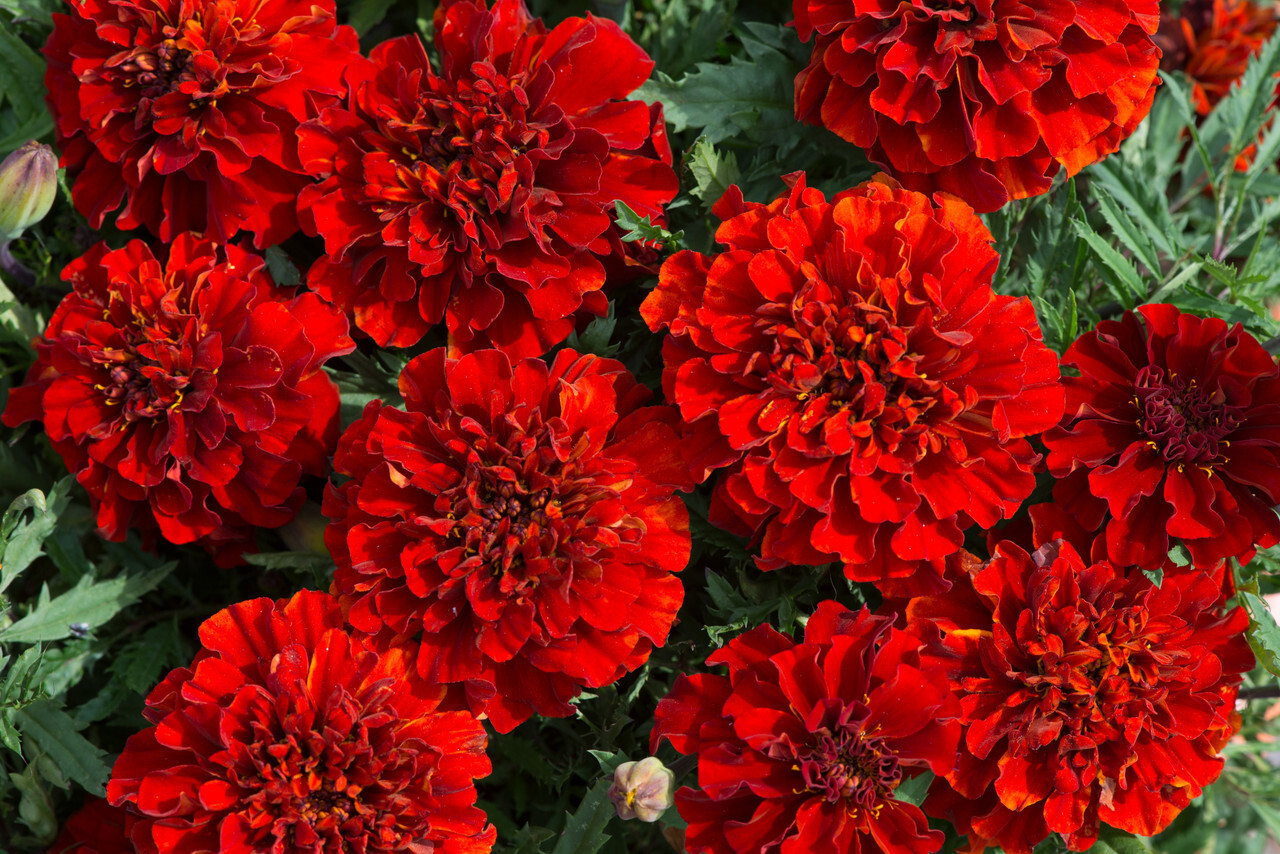 25+ French Fireball Marigold Seeds for Garden Planting – USA – FREE SHIPPING!