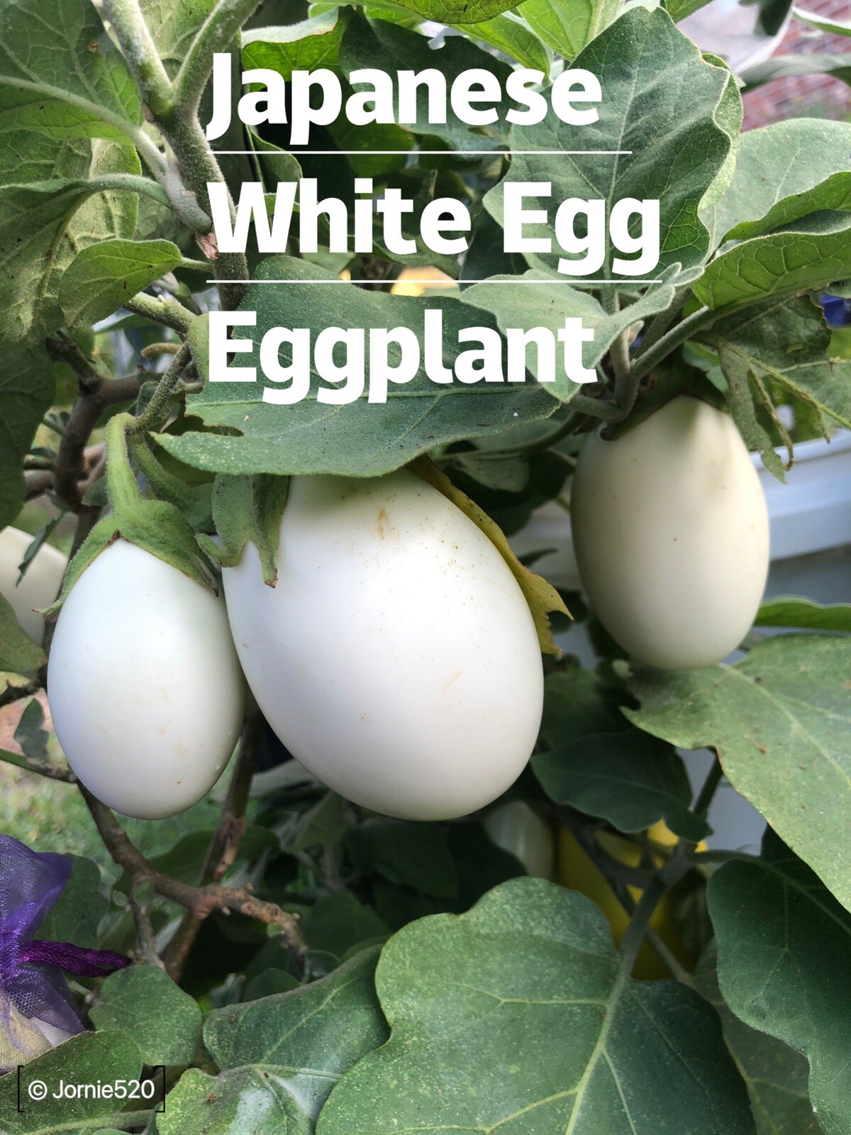 RARE✿ Heirloom Japanese White Egg Eggplant 15+ Seeds ●High Yields
