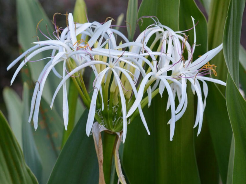White Spider Crinum Lily Amoenum – Giant Flowering – Live Rooted Starter Plant