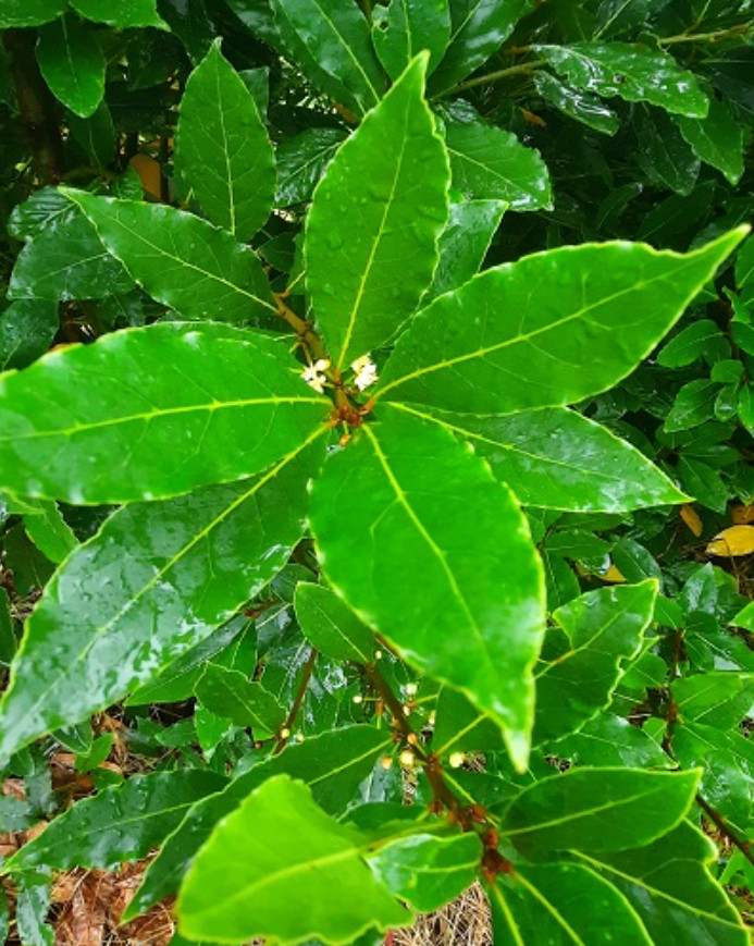 4 Live Bay Leaf Trees – Laurus nobilis – 12″ Tall – 3″Pots – Culinary Herb Trees