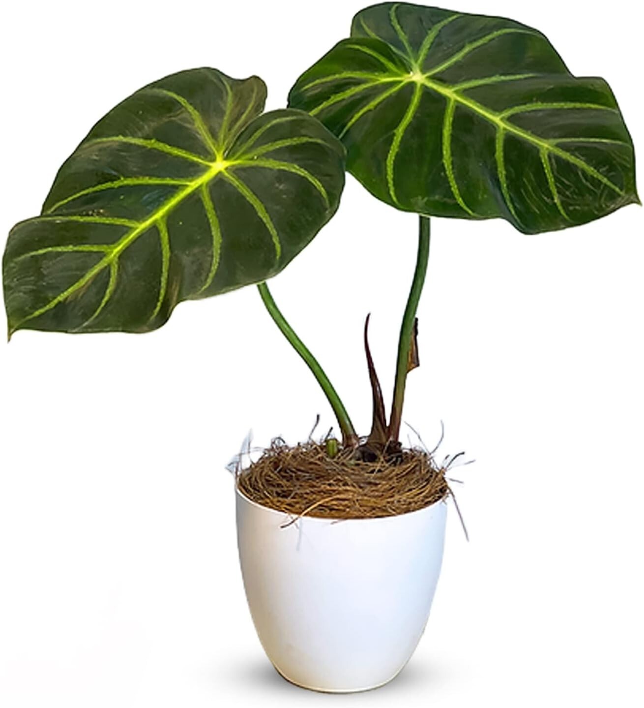 Philodendron Luxurians by LEAL PLANTS ECUADOR | Live White Zebra Exotic Plant