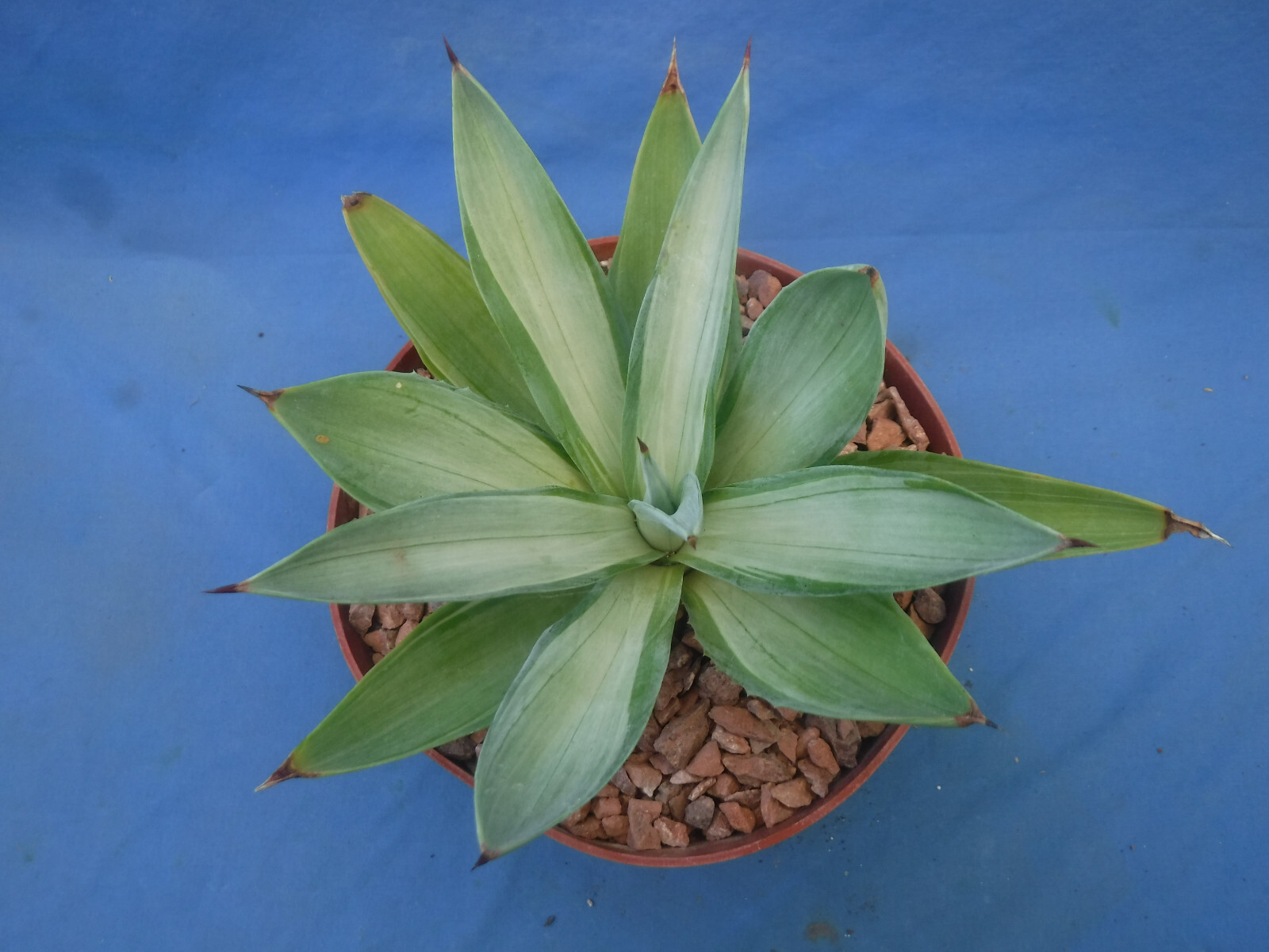 Agave desmettiana “Quicksilver” Variegated Agave Starter Plant 5″-8″ Wide RARE