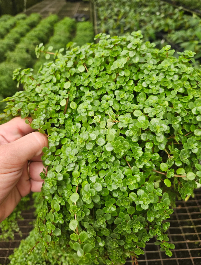 Live Baby Tears Green Leaf Plants – Pilea depressa – 2 Live Plants – 2″ Pots