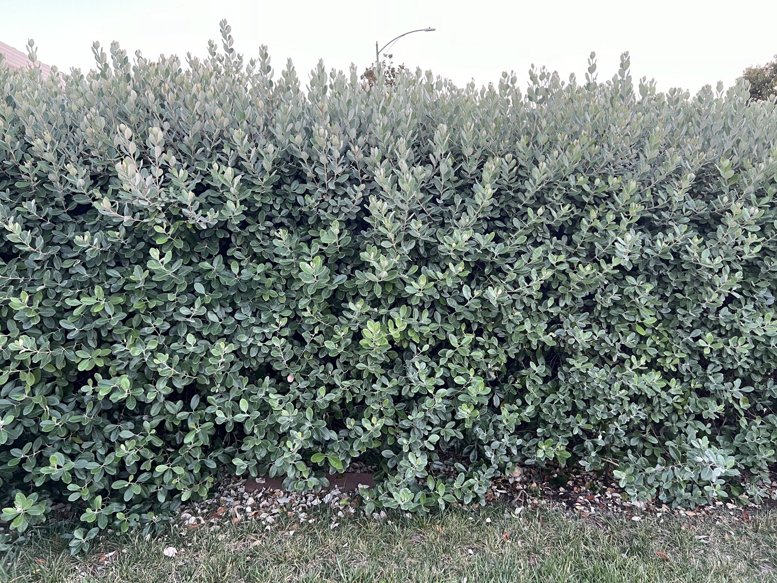 10 Pineapple Guava- Feijoa Tree Fresh Unrooted Cuttings 4″-6″ Hardy Zones 7b-11