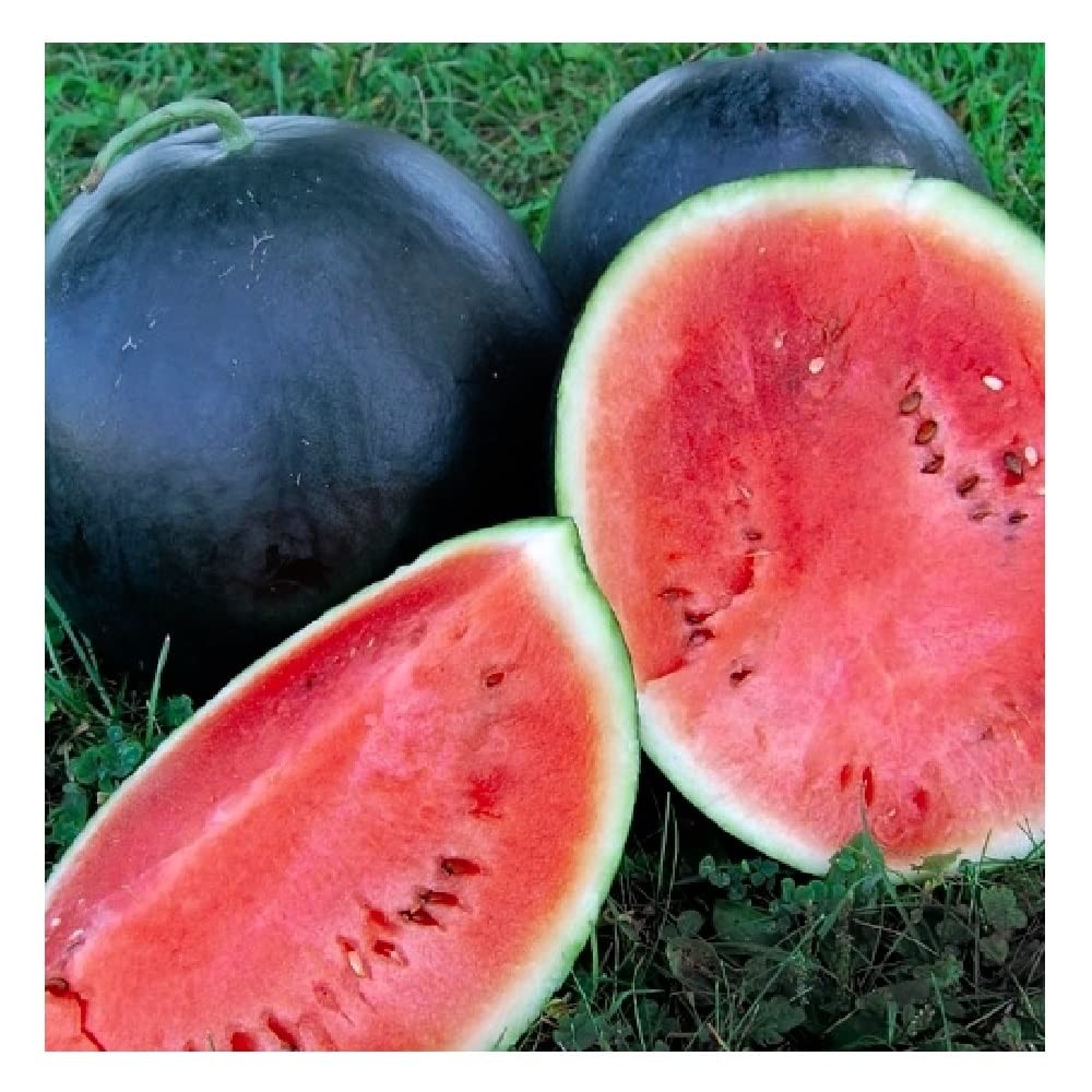 Black Diamond Watermelon Seeds 25 Non GMO Heirloom 50+ lbs – 85 Days to Maturity