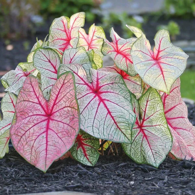 5 Fancy-Leaf CALADIUM Bulbs~WHITE QUEEN~White & Pink w/Red Veins~FREE SHIPPING