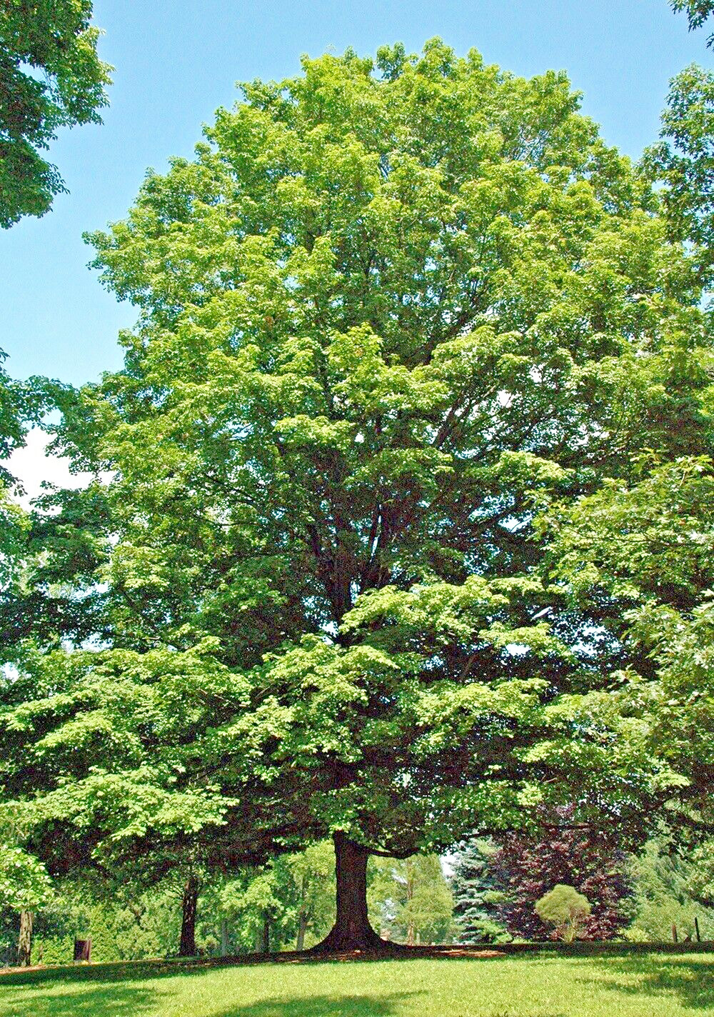 Northern Sugar Maple Tree | Premium Seeds | Acer saccharum ‘Fall’ | Plants’®