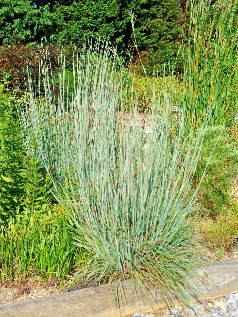 500+ LITTLE BLUESTEM Seeds Native Prairie Grass Ornamental Perennial Fall Colors