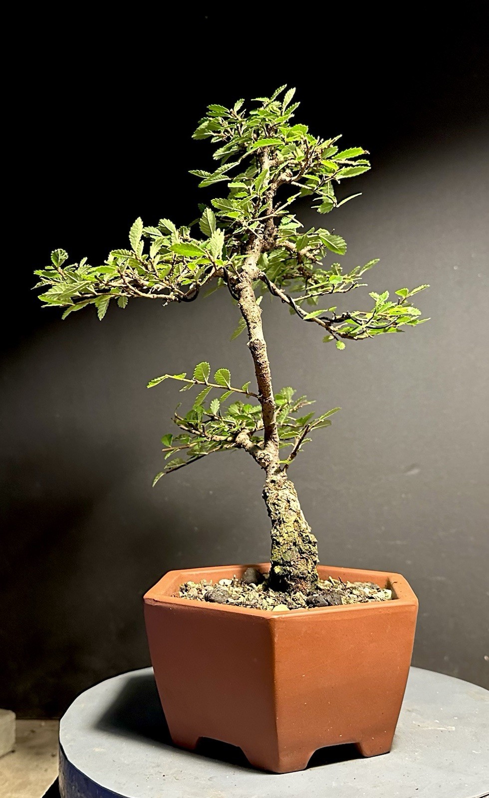 Bonsai Tree Cork Bark Chinese Elm From Root Cutting 13” tall Quality Chinese Pot