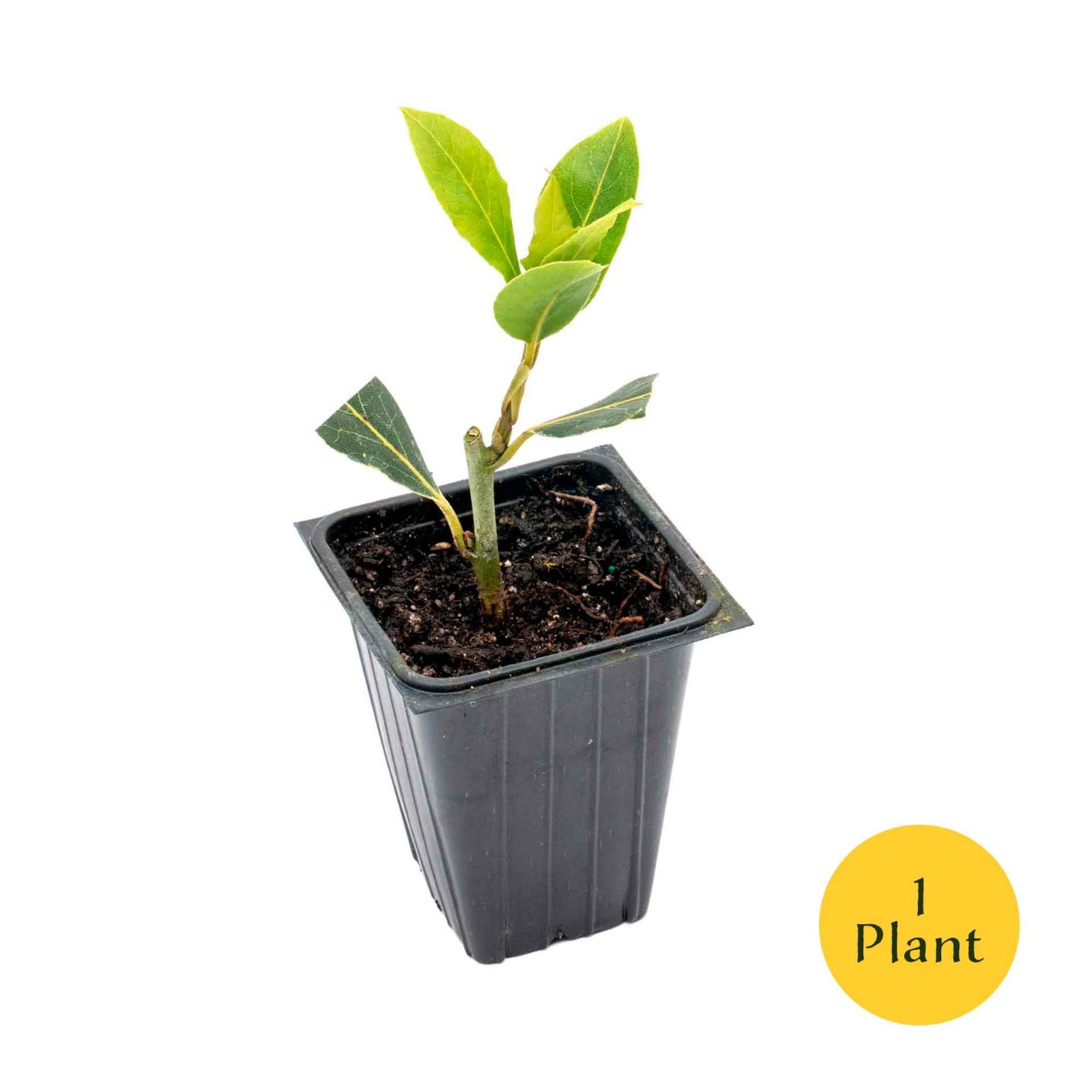 Bay Laurel (Laurus Nobilis) in 3.5″ Nursery Cubes, Live Aromatic Culinary Herb