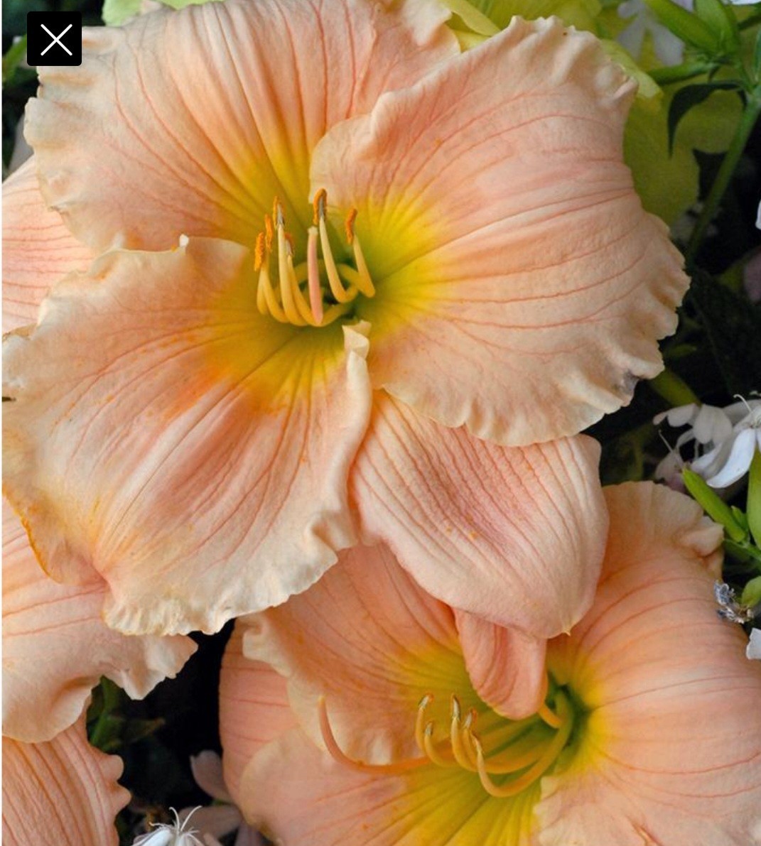 Daylily BARBARA MITCHELL Reblooming perennial ~ 2 Plants-DF