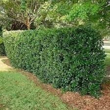 Ilex Needlepoint Holly | 3 Gallon | Ilex cornuta | Evergreen Privacy Plant