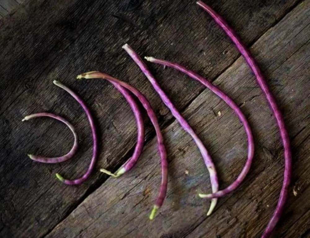 Mosaic Yard Long Bean Seeds |Purple Pink White Chinese Asparagus Asian Seed 2024