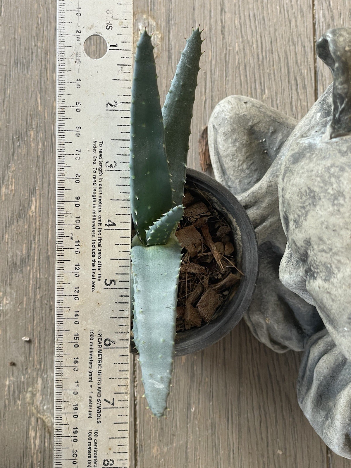 ALOE REITZII – rare aloe seedling — SEED GROWN!!