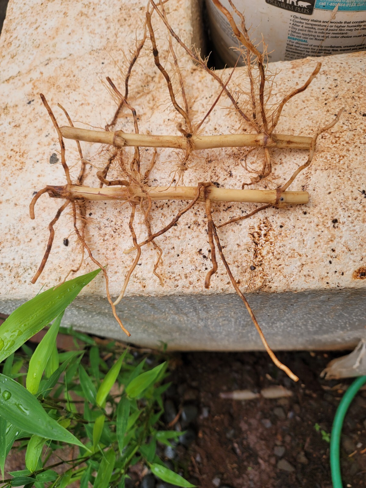 TWO LIVE & FRESHLY DUG Black Bamboo 黑紫竹 Phyl Nigra Rhizomes BEST Landscape PLANT