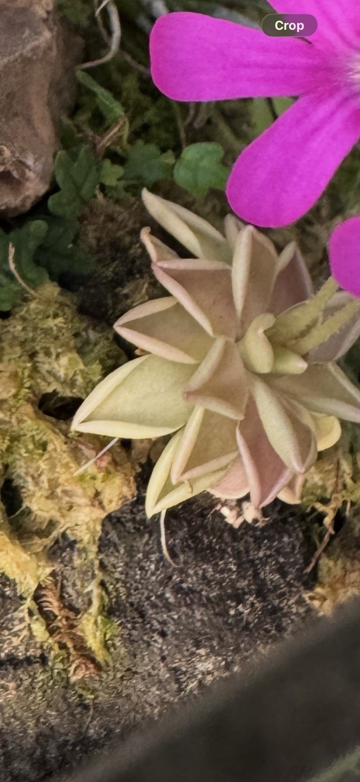 Butterwort – Pinguicula ‘Estrellita’ – Carnivorous Plant Start Propagation Kit