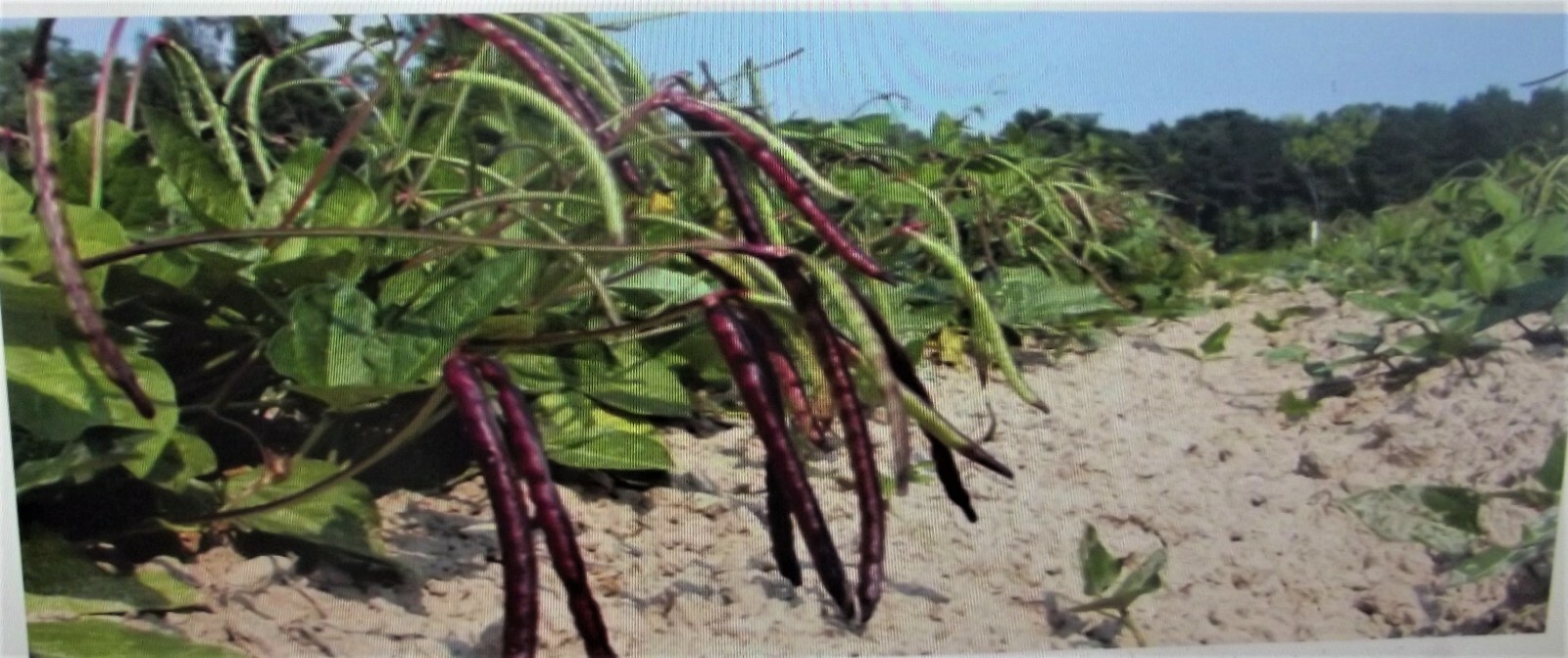 5 Lb Pinkeye Purple Hull BVR Cowpeas Benefits St. Jude