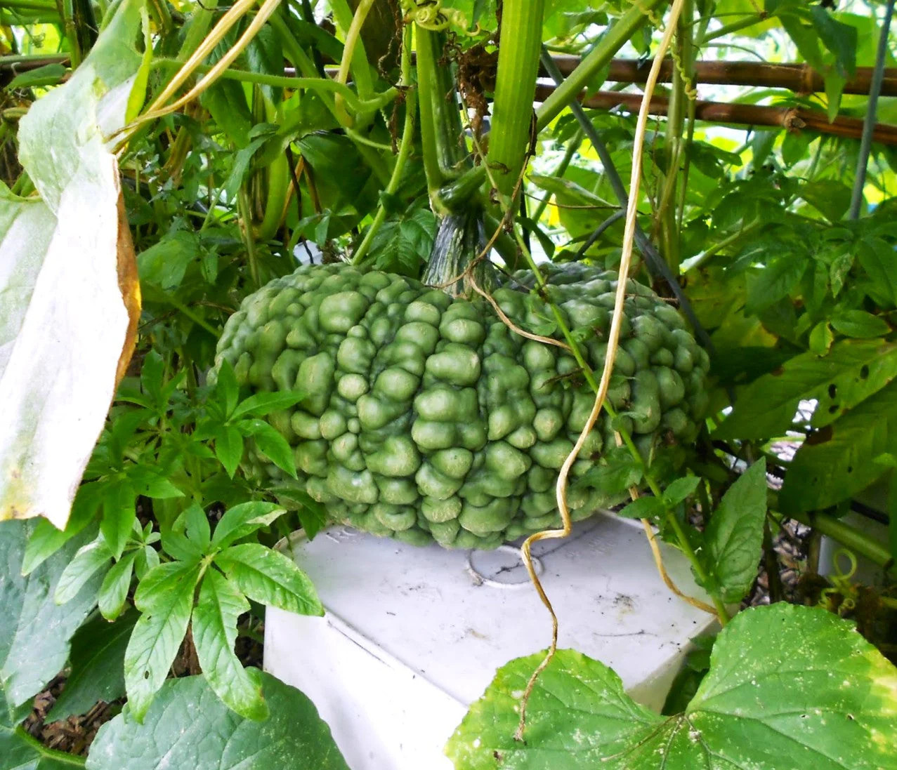 Marina Di Chioggia Squash Seeds – For 2025 Planting Italian Green Zucca Barucca