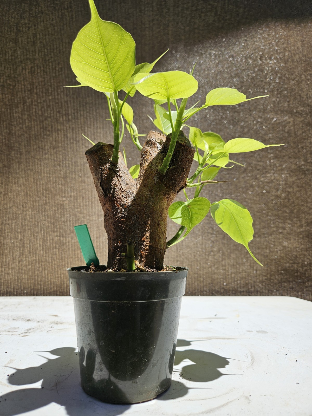 Ficus religiosa ( Sacred fig – Cây Bồ Đề) Bonsai Tree,,,, sale