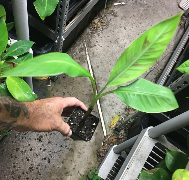 Dwarf Brazilian Banana Plant – Hawaiian Apple Banana – Live Plant