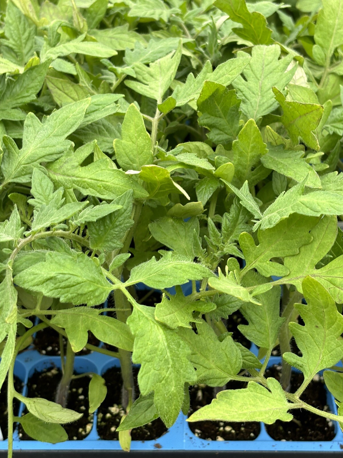 Lot of 4 GOLIATH TOMATO LIVE PLANTS 6 to 10 inches 60+ Days Old