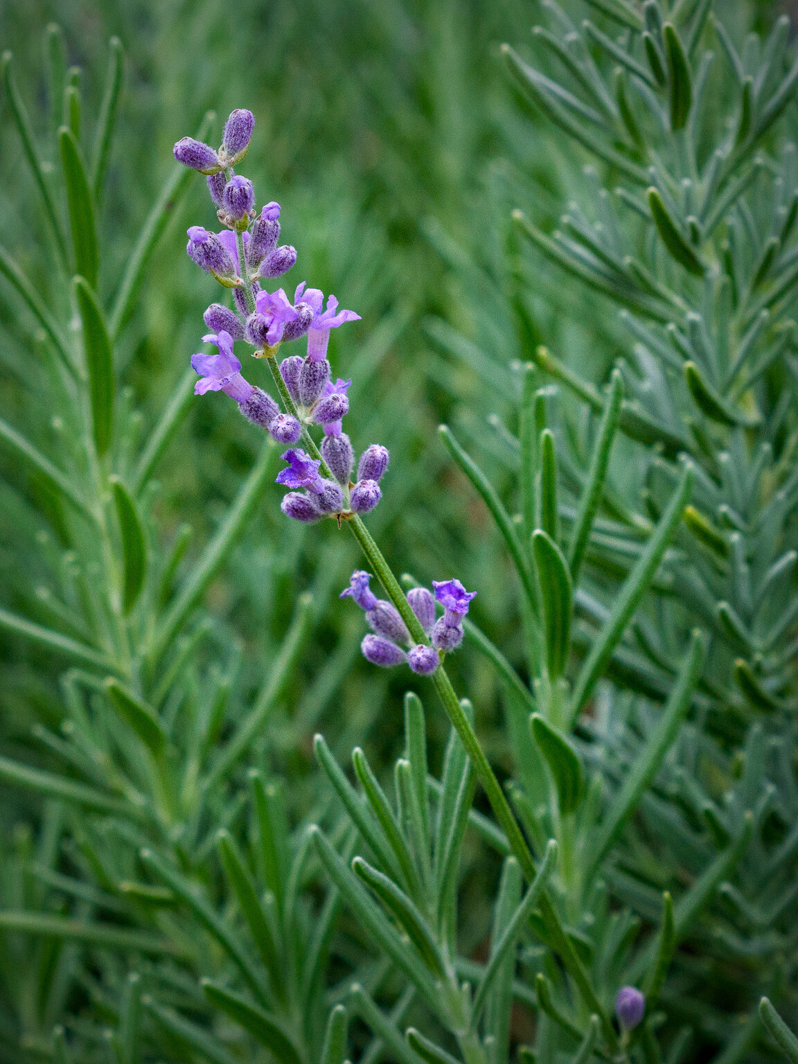 Lavender Live Plants, Spa Plants, Aromatic Herb, Well Rooted Plugs FOR SALE
