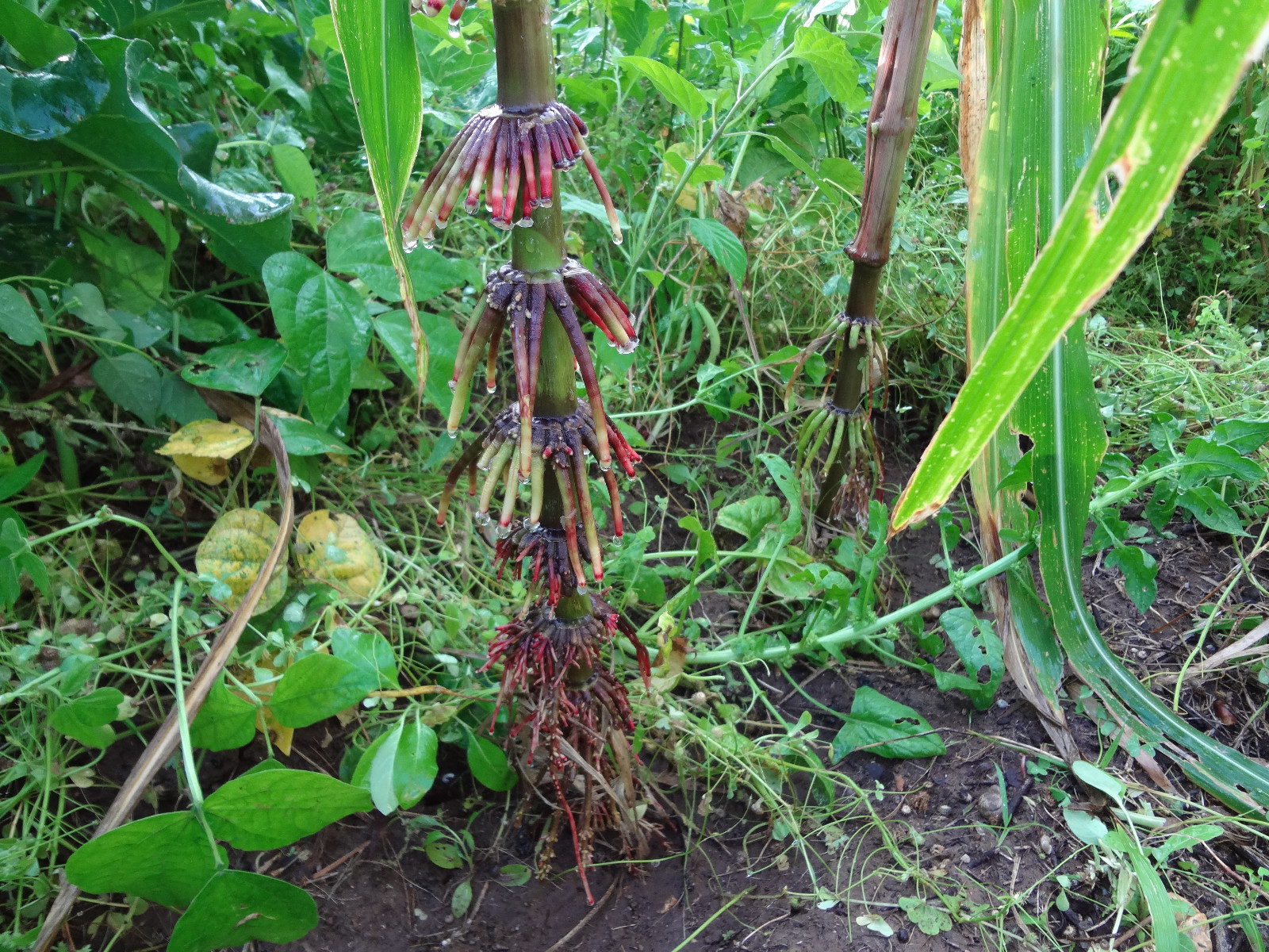 GIANT N-Efficiency Nitrogen-Fixing Maize Corn 25+ Seeds + FREE Teosinte SEEDS