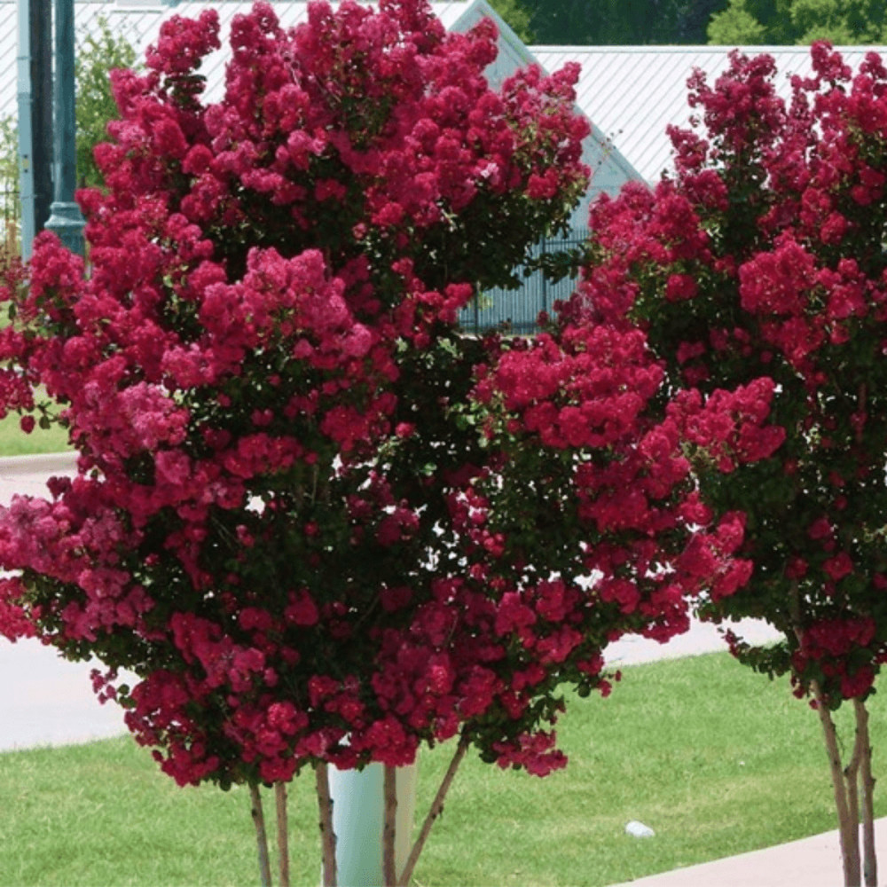 Cherokee Crape Myrtle: Lush Wine-Red Color Perfect for Hedges and Borders