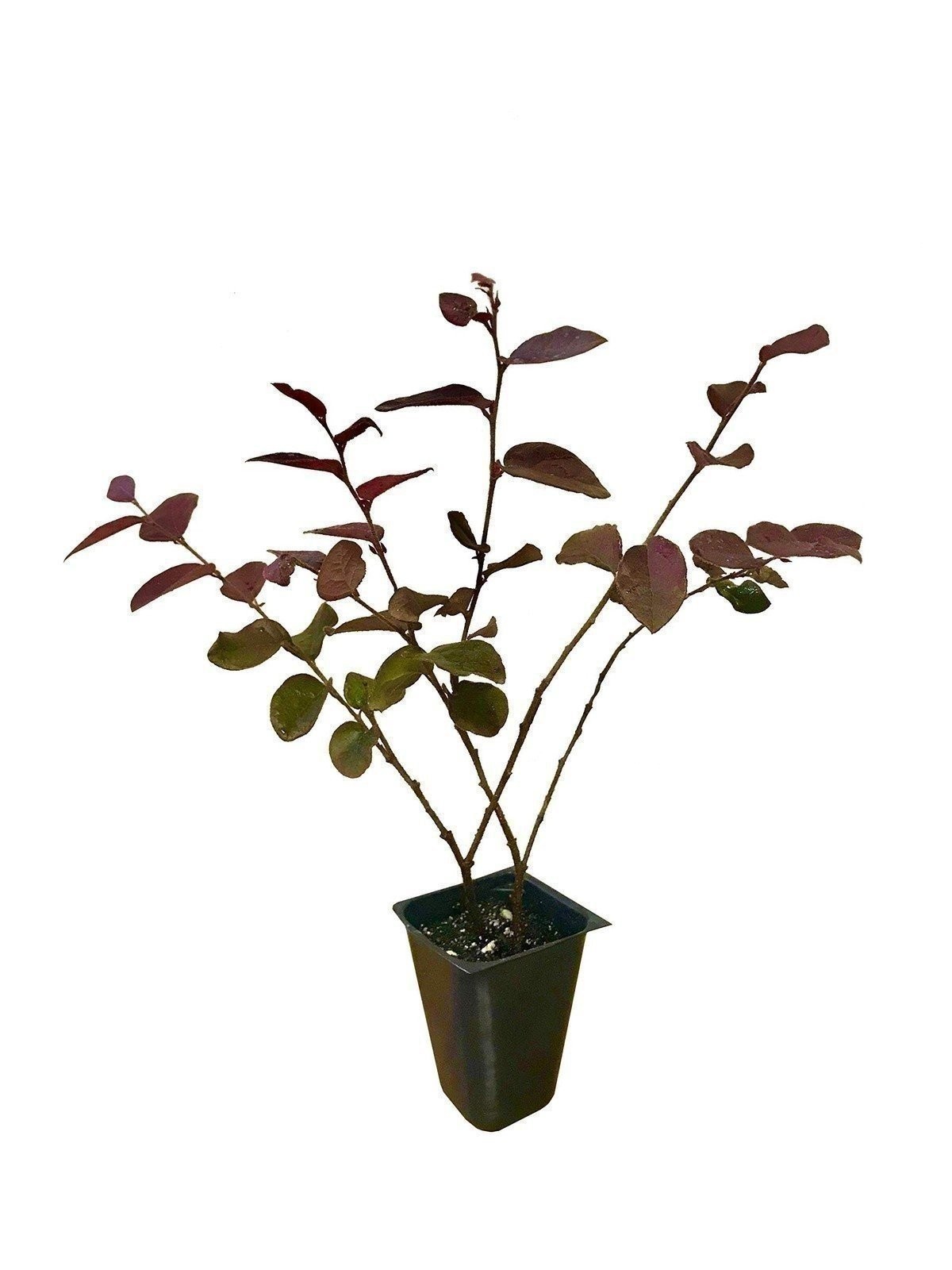 Loropetalum Plum Delight | 2 Inch | Loropetalum chinense | Low Maintenance