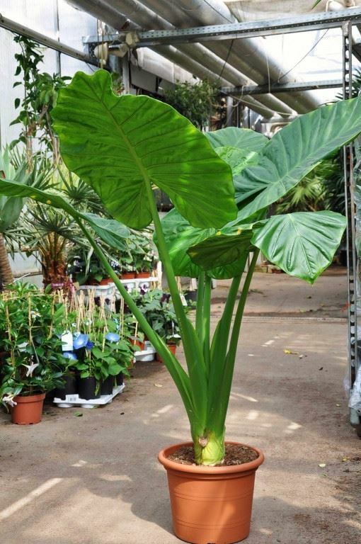 Alocasia – Calidora – 24″ tall