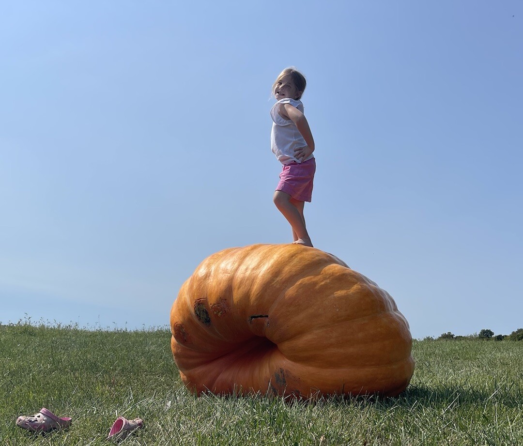 Atlantic Giant Pumpkin Seeds 1305 McMillin’24 (1783 New x 1109 McMillin)$25