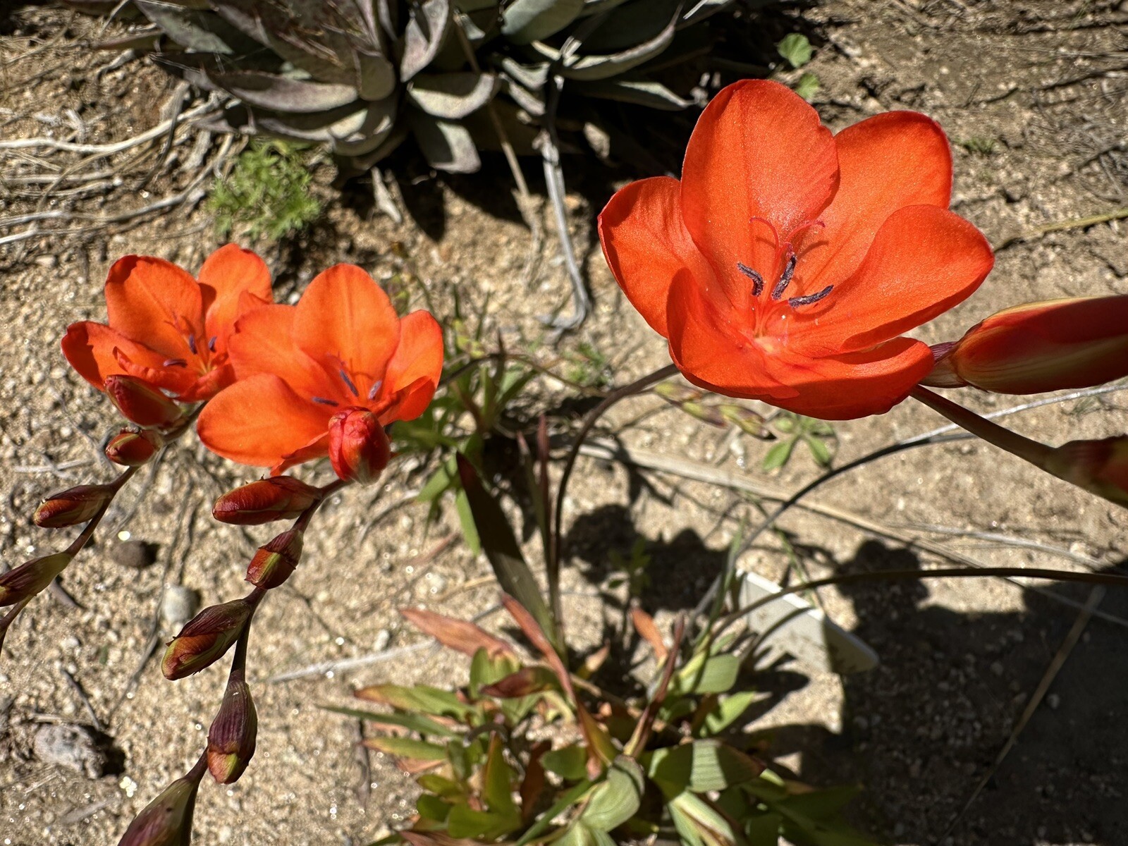 Tritonia Duesta rare 10 fresh 2024 harvested seeds Winter / spring Flowers