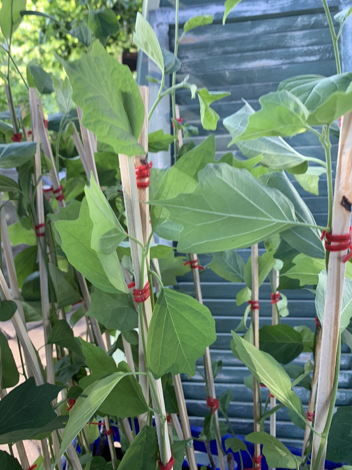 2-3 ft. Che Seedless plant, Chinese Mulberry 1 year old, grafted, Cudrania