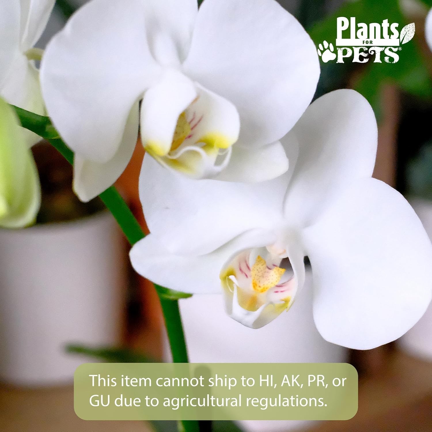 Live 20-24″ Phalaenopsis Orchid in Decorative White Pot – Perfect Gift