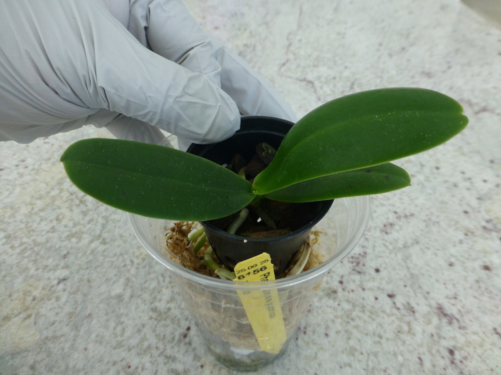 Phalaenopsis Orchid Phalaenopsis (Sedirea) japonica x sib, BS In Pot
