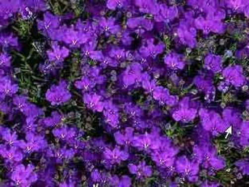 200 CRYSTAL PALACE Purple BLUE LOBELIA REGATTA Erinus Flower Seeds *Comb S/H