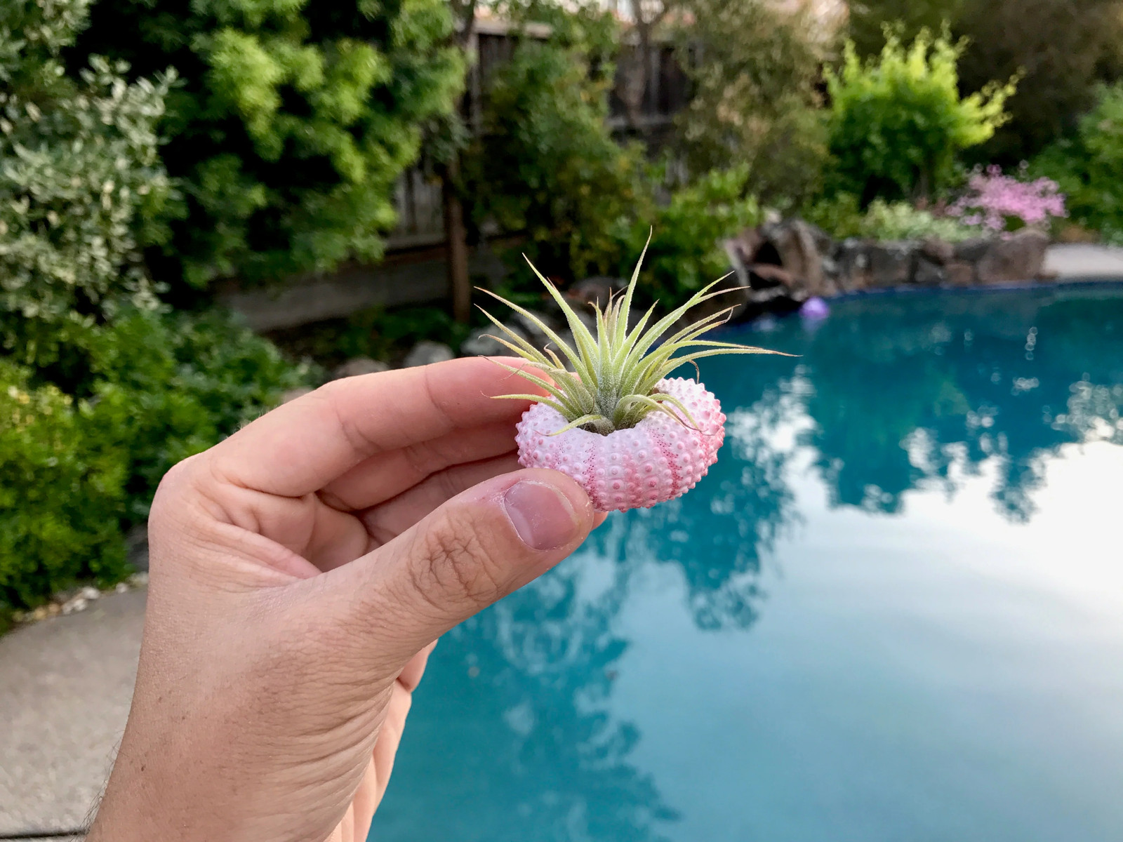 Pink/White Sea Urchin Shell + Air Plant
