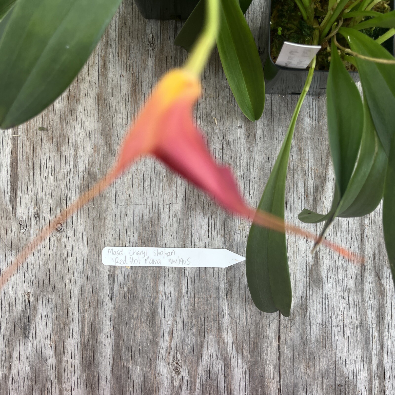 Masdevallia Division Cheryl Shohan ‘Red Hot Mama’ AM/AOS 4” Pot
