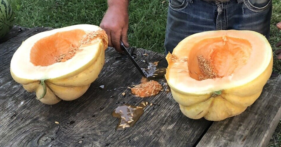 25 Giant Cantaloupe seeds, Home Grown in the USA, Non GMO, S&H with Tracking #