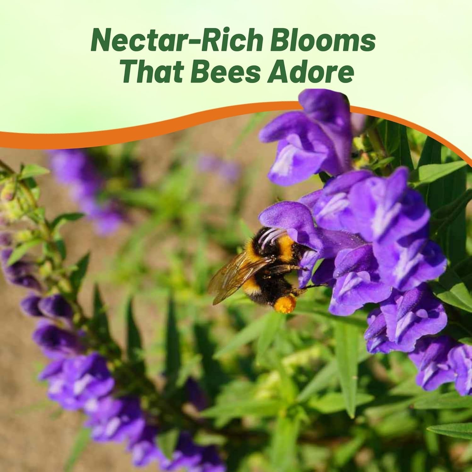 200 Seeds Skullcap Seeds – Baical Skullcap Herb Seed