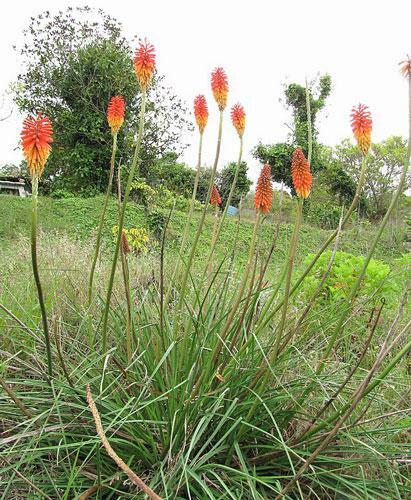 Kniphofia uvaria | Red Hot Poker | Torch Lily | Tritoma | 10 Seeds