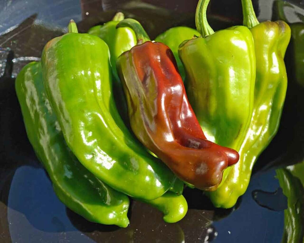 RARE✿ Italian Heirloom Pepperoncini Pepper 15 Seeds ●Popular Pickling Pepper