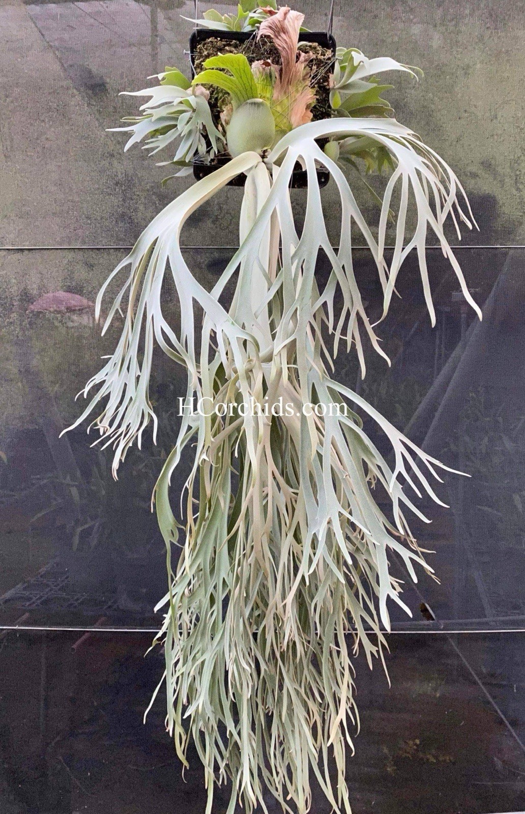 Platycerium Willinckii Moonlight Spore