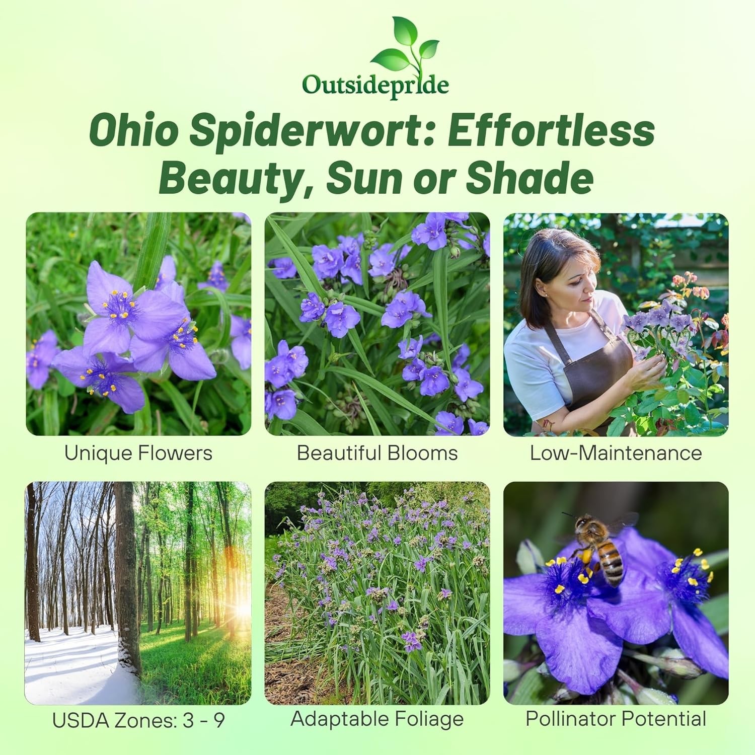 1000 Seeds Ohio Spiderwort Seeds Drought Resistant Tradescantia Ohiensis